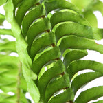 Fern