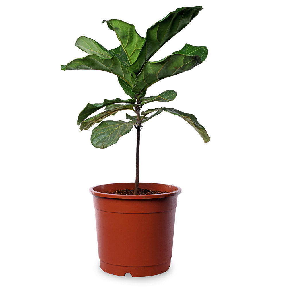 Ficus Lyrata