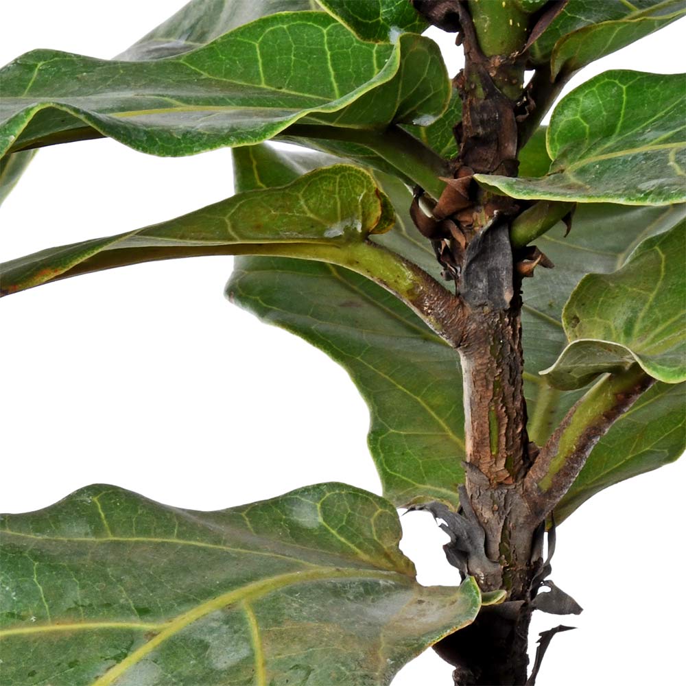 Ficus Lyrata