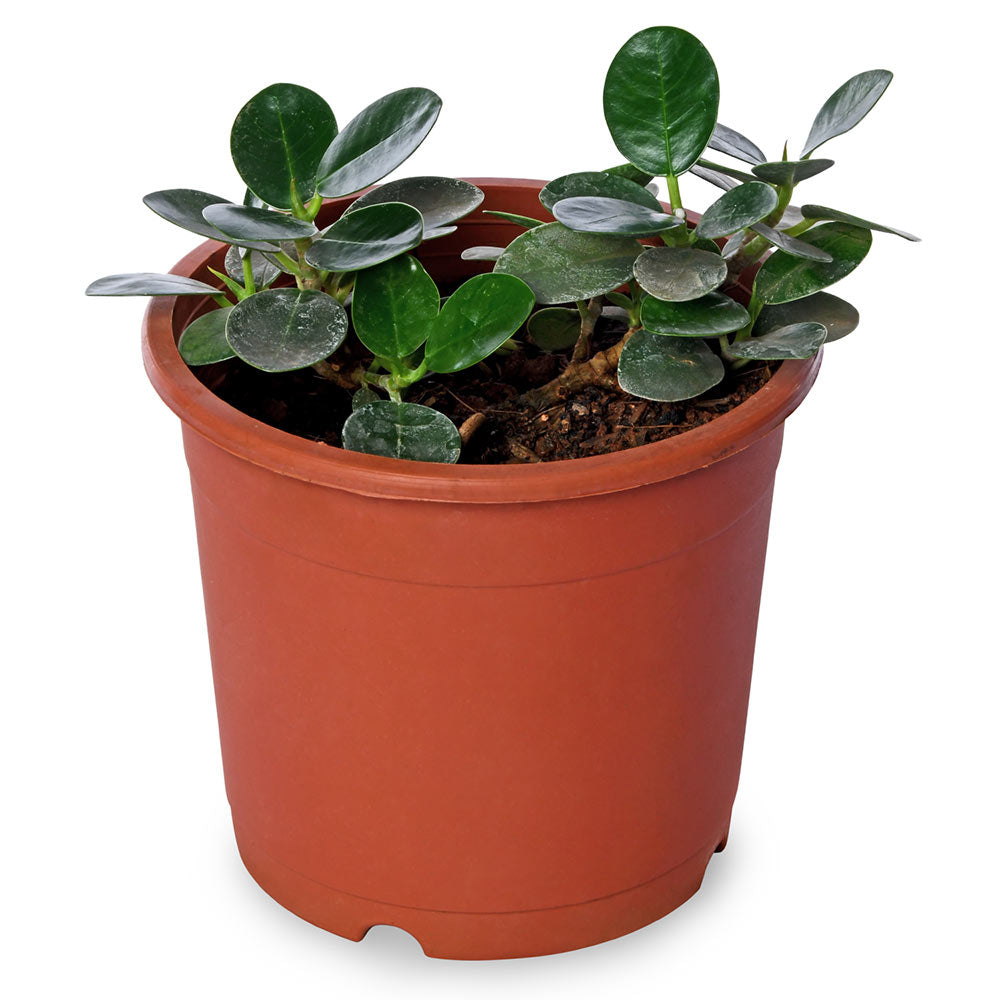 Ficus Microcarpa