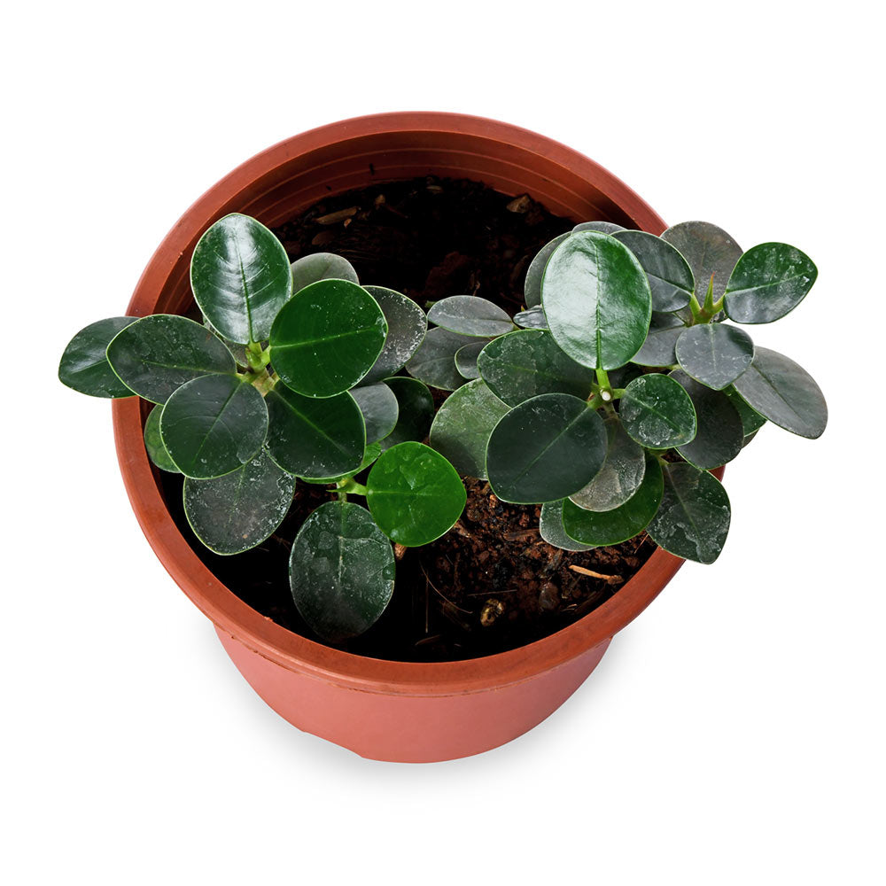 Ficus Microcarpa – PLANTIFY