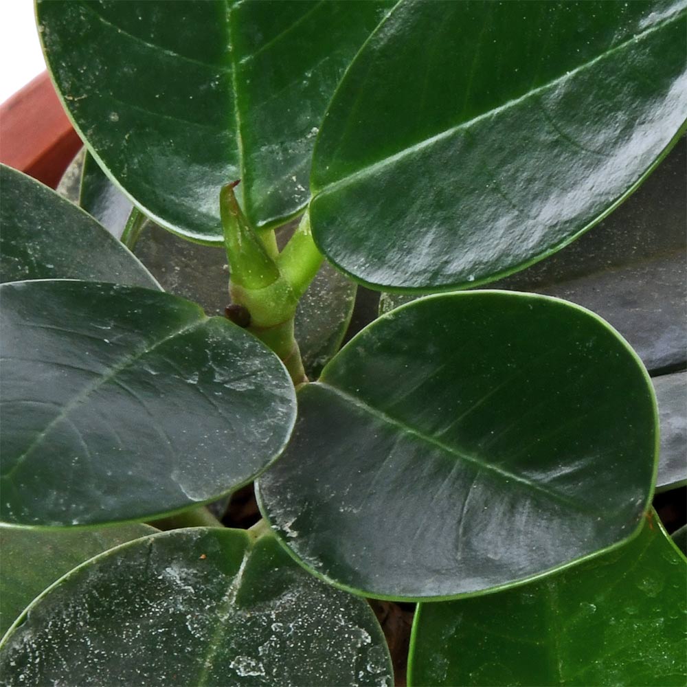 Ficus Microcarpa – PLANTIFY
