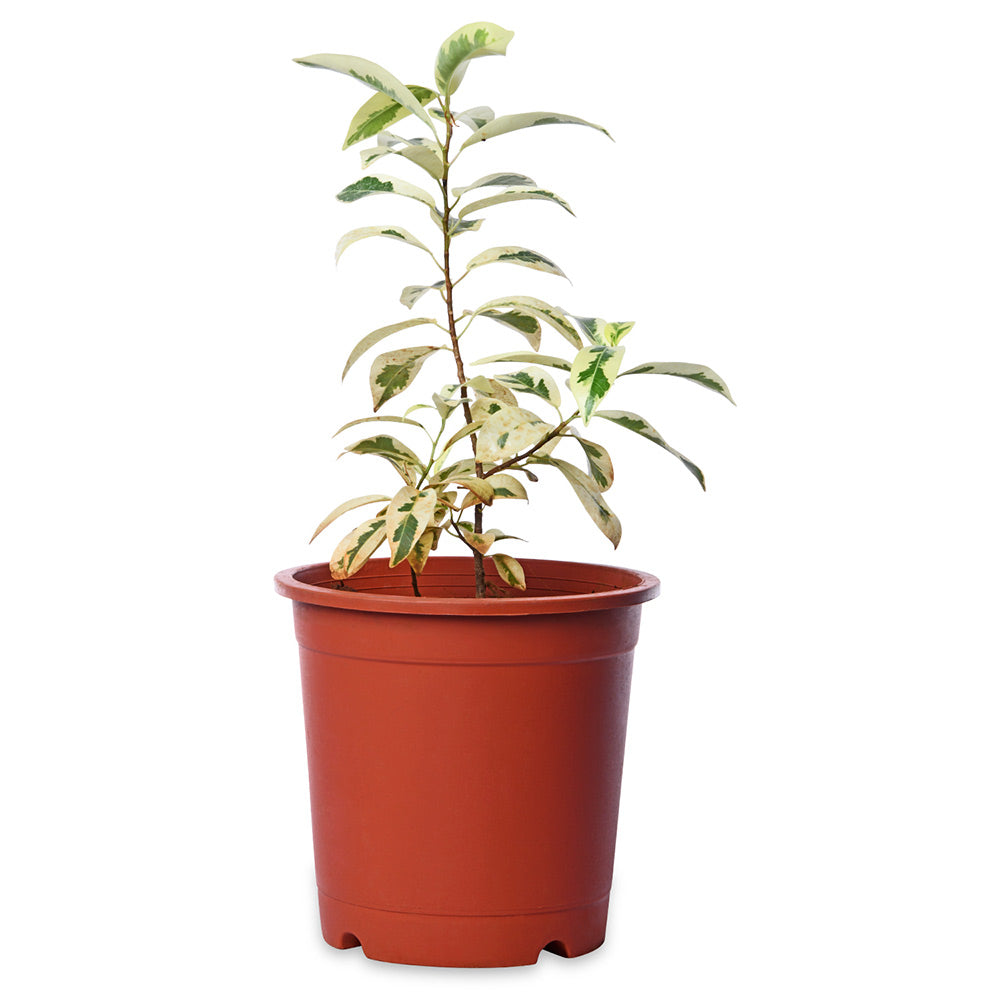 Ficus Varigated