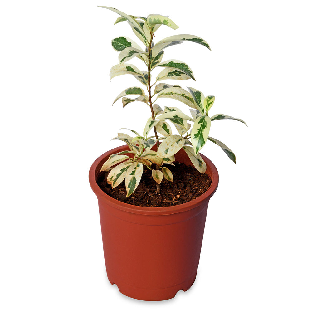 Ficus Varigated