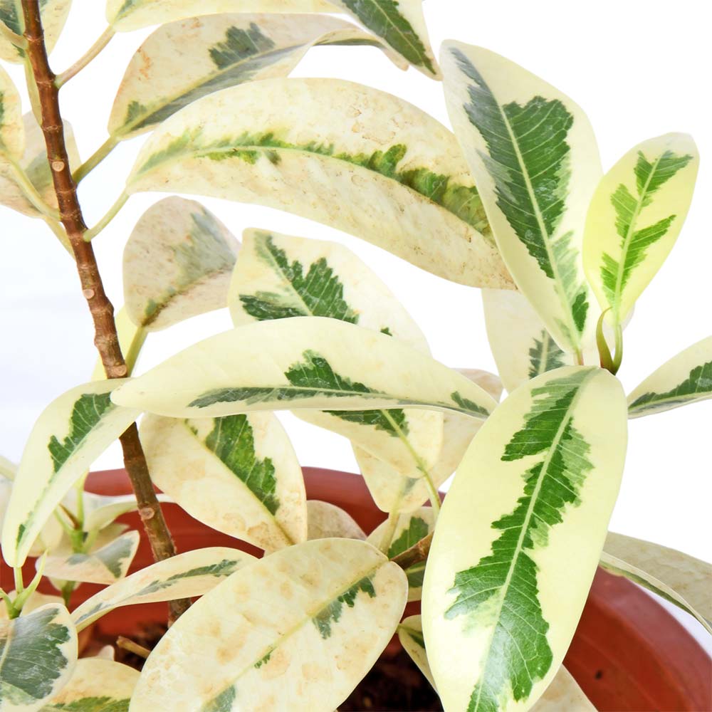 Ficus Varigated