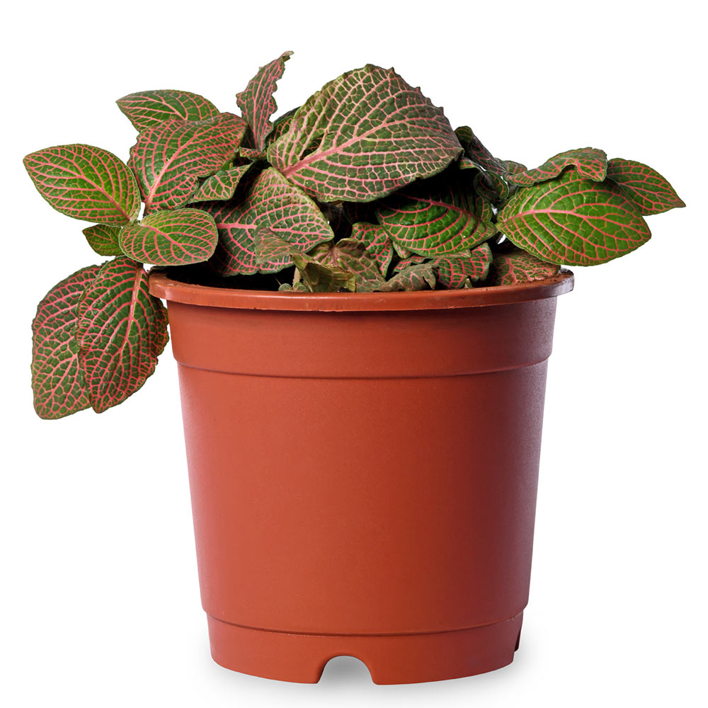Fittonia Red