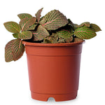 Fittonia Red