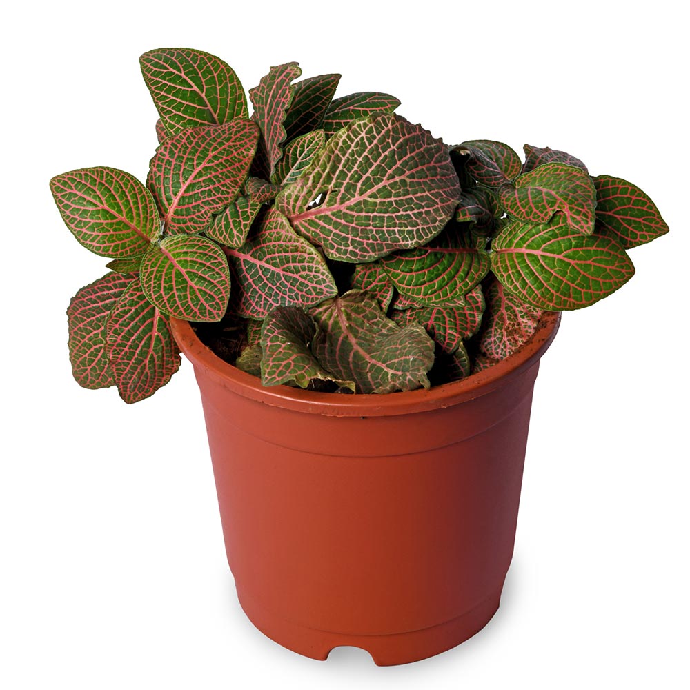 Fittonia Red