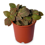 Fittonia Red