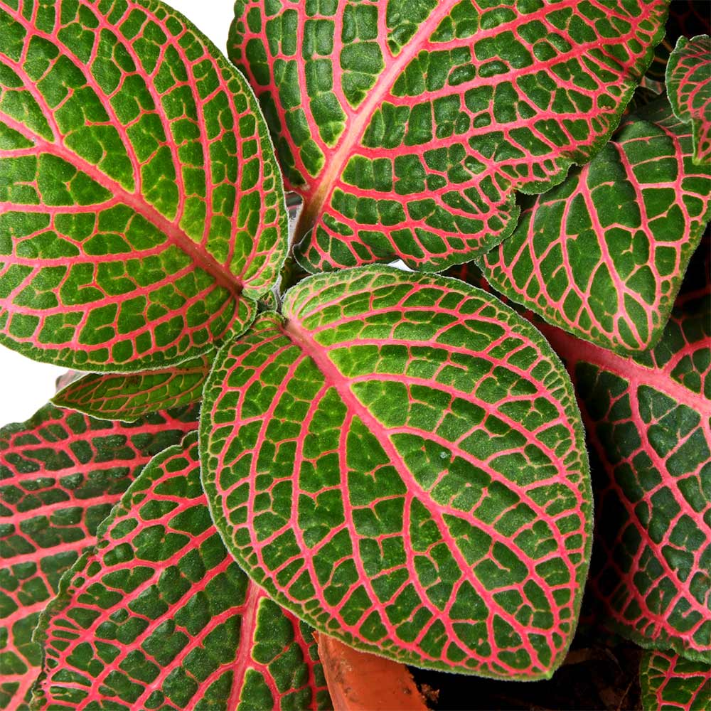 Fittonia Red