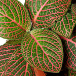 Fittonia Red