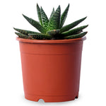 Hawthornia