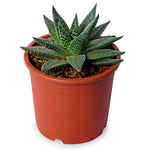 Hawthornia