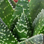 Hawthornia