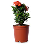 Ixora Dwarf Orange