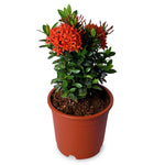 Ixora Dwarf Orange