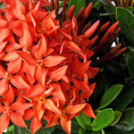 Ixora Dwarf Orange