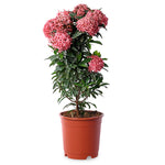 Ixora Pink