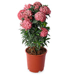 Ixora Pink