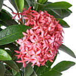 Ixora Pink