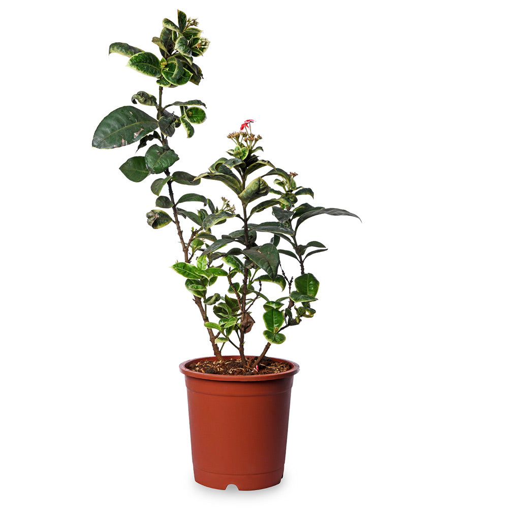 Ixora Varigated
