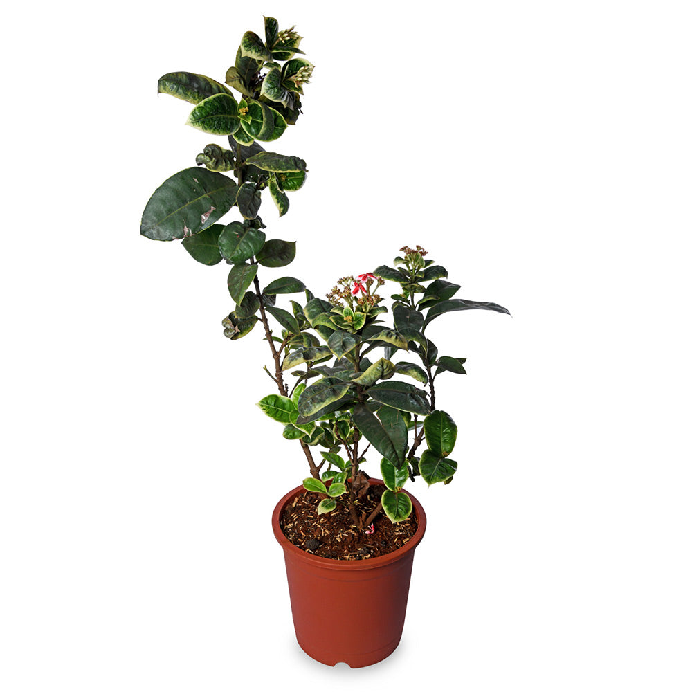Ixora Varigated