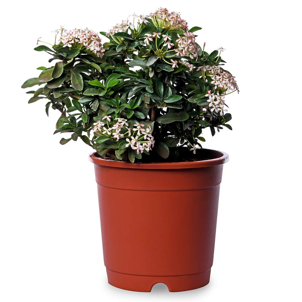 Ixora White