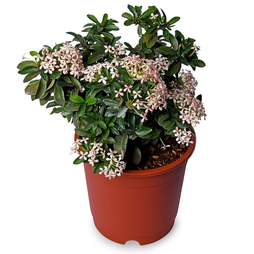 Ixora White