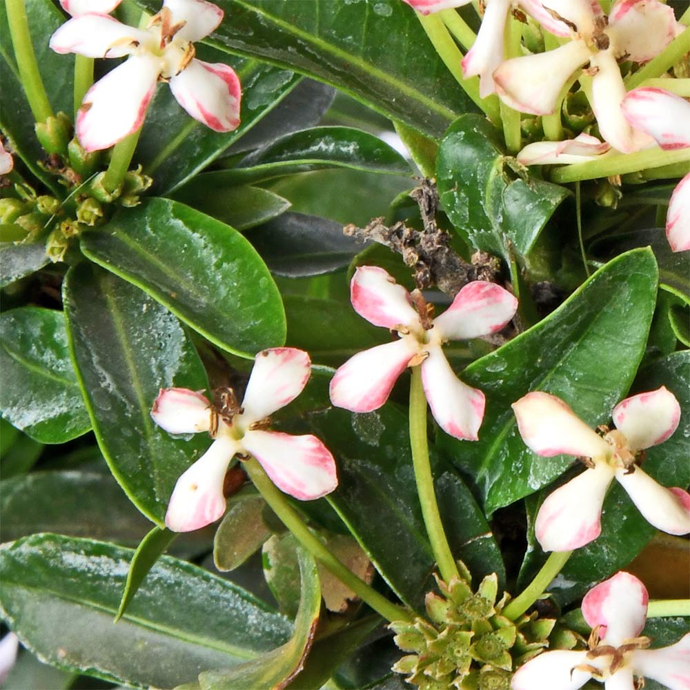 Ixora White