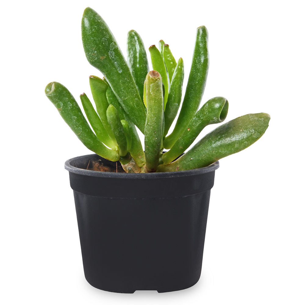 Jade Gollum Succulent