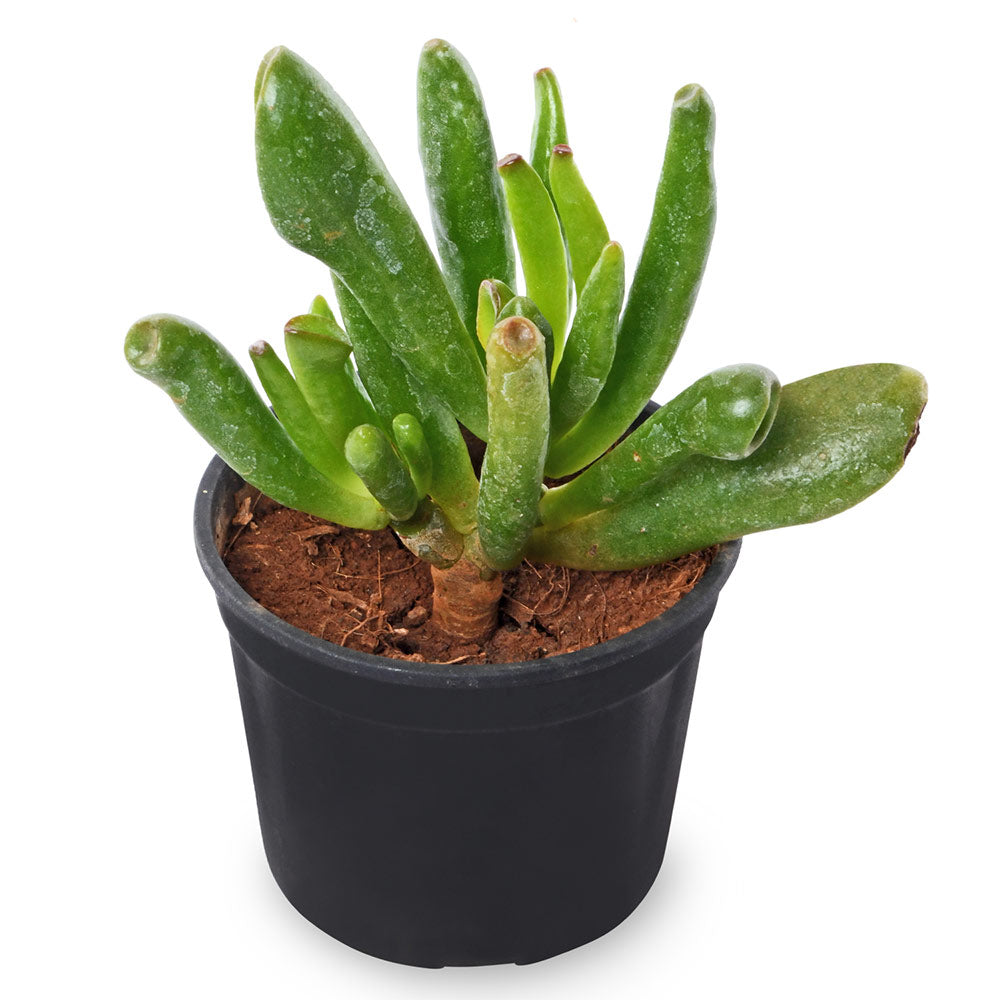 Jade Gollum Succulent