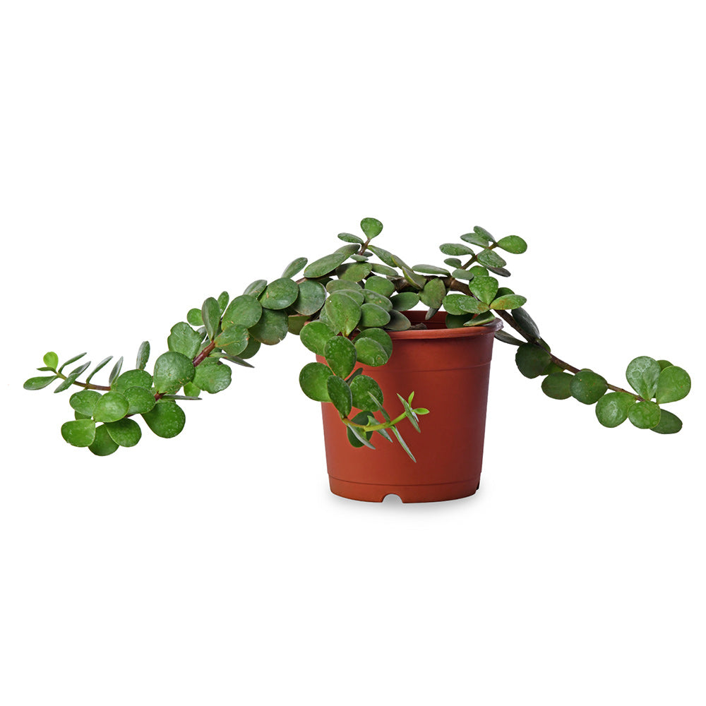 Jade Hanging Creeper