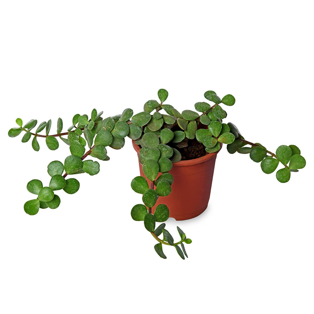 Jade Hanging Creeper