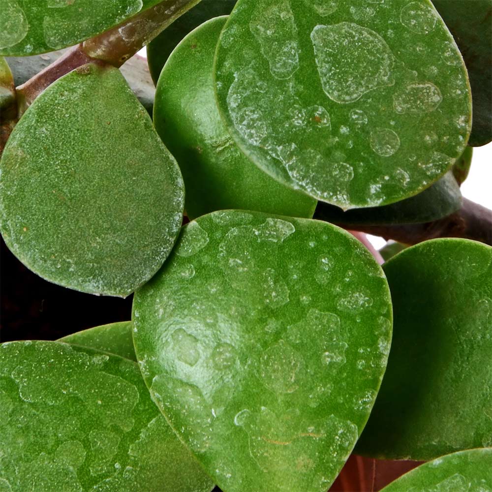 Jade Hanging Creeper