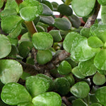 Jade Long