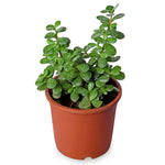 Jade Plant
