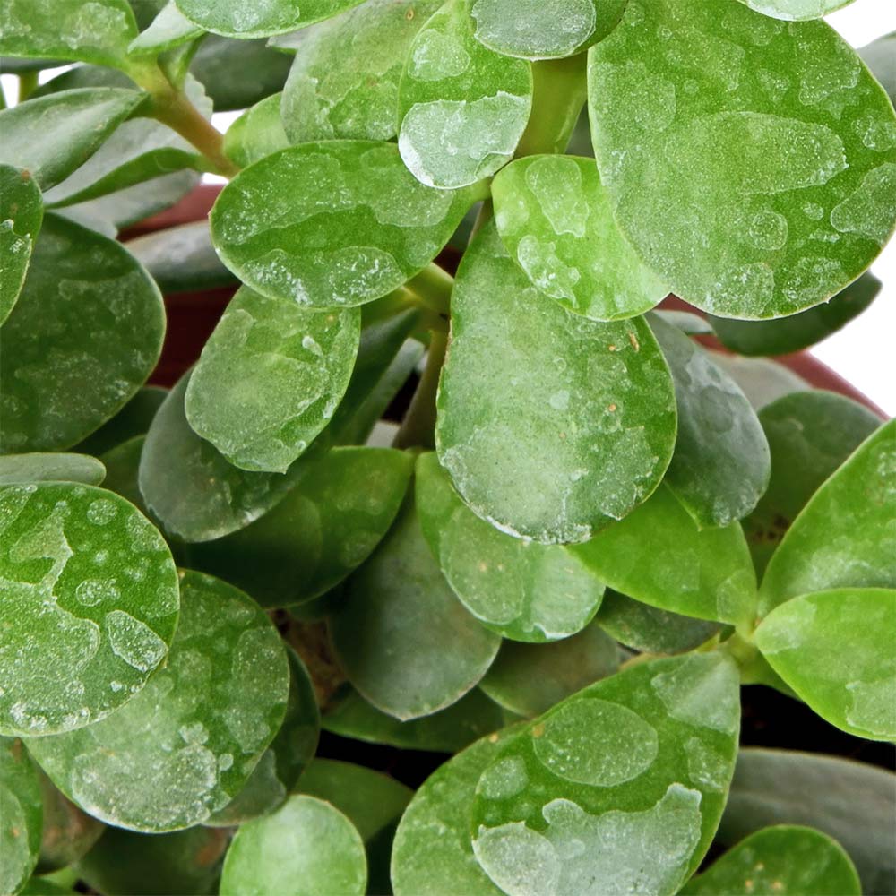 Jade Plant