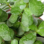 Jade Plant