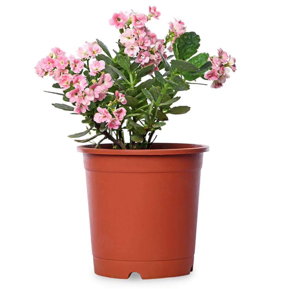 Kalanchoe Pink