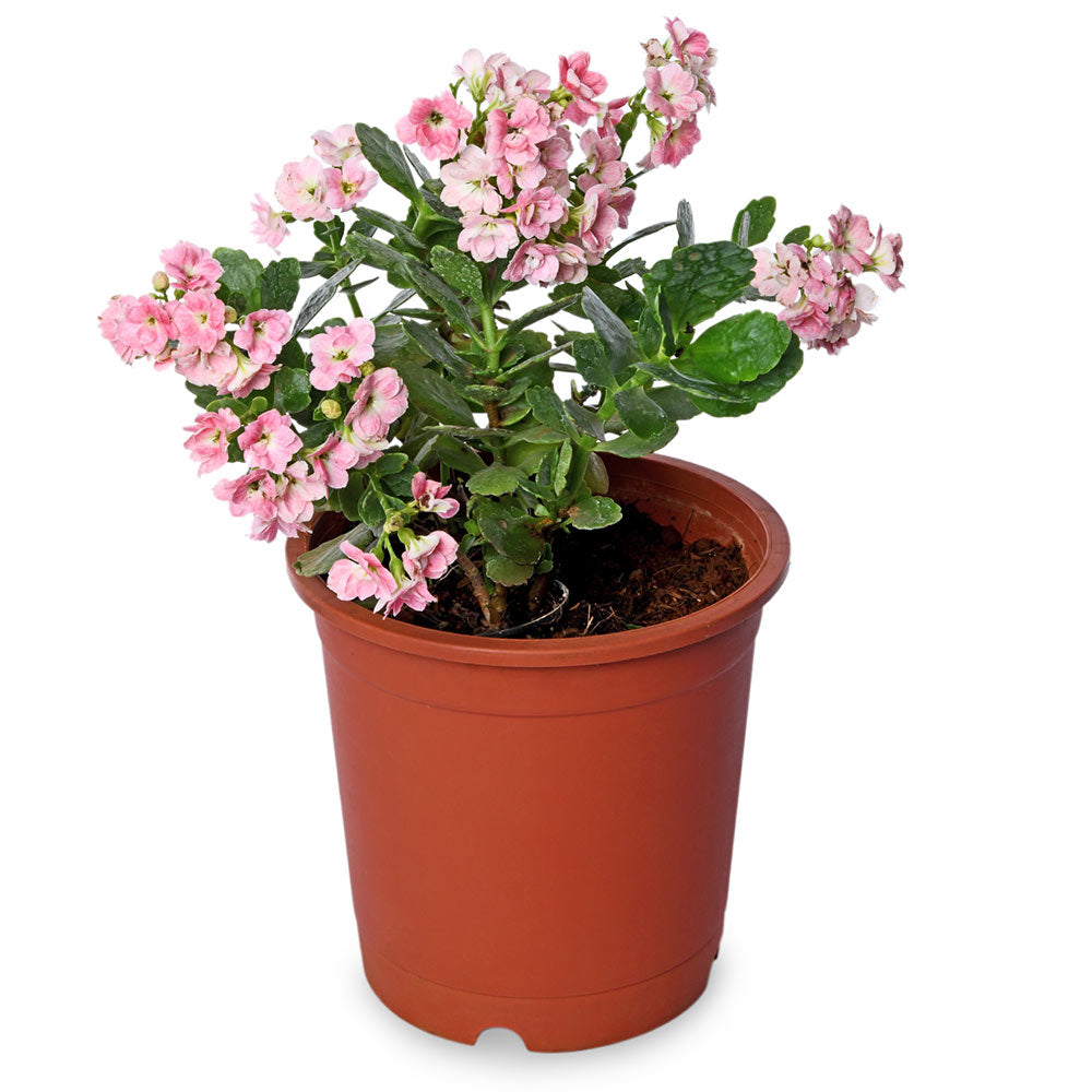 Kalanchoe Pink
