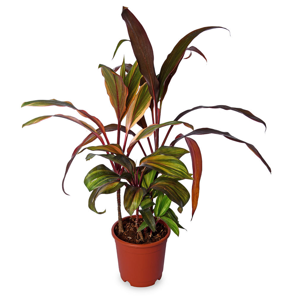 Mahatma Draceana