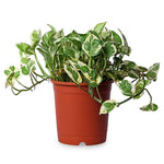 Money Plant 'N' Joy