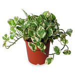 Money Plant 'N' Joy