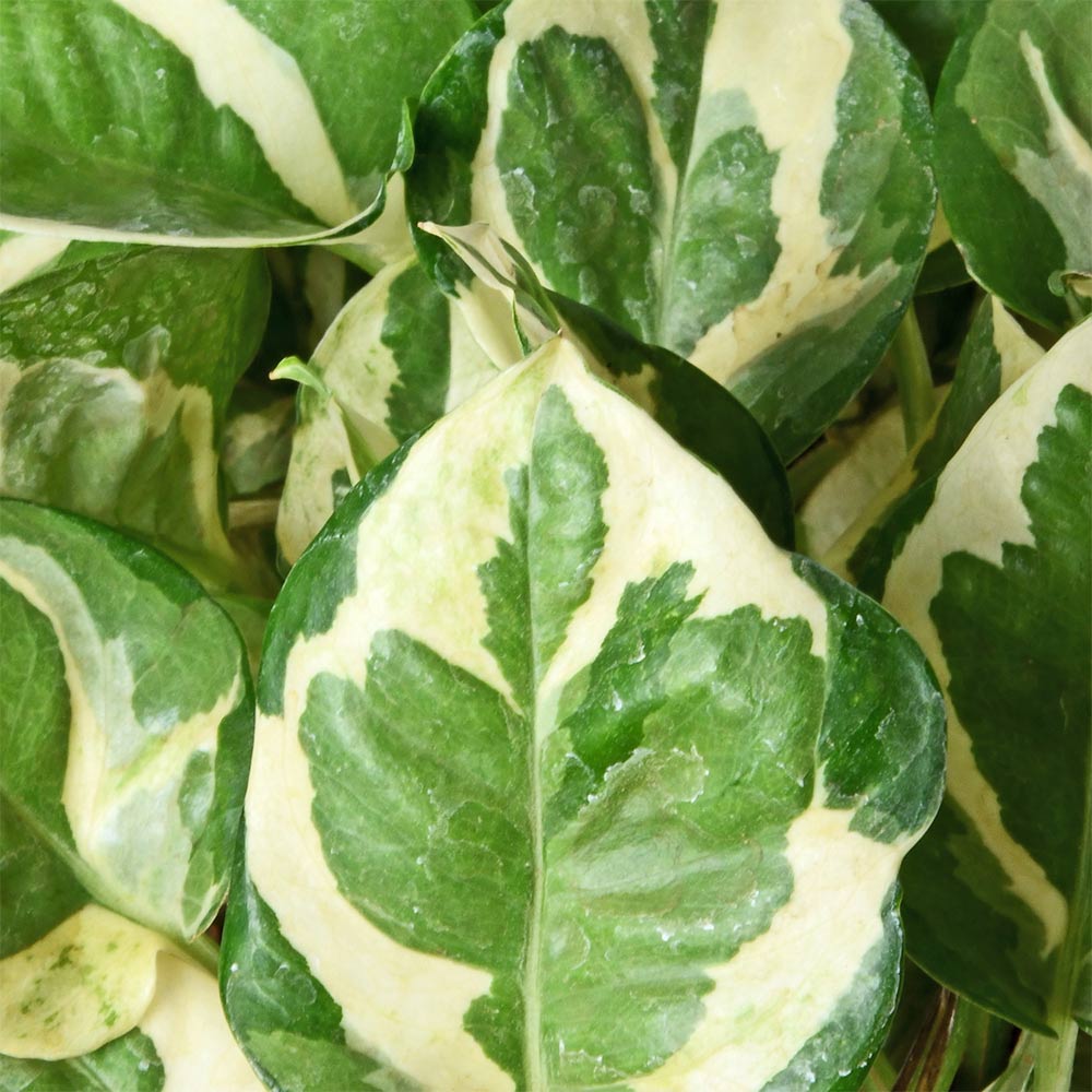 Money Plant 'N' Joy