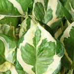 Money Plant 'N' Joy
