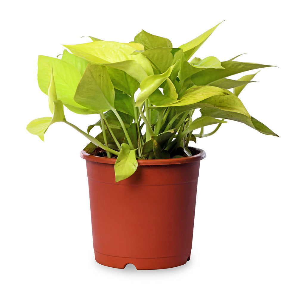 Money Plant Golden