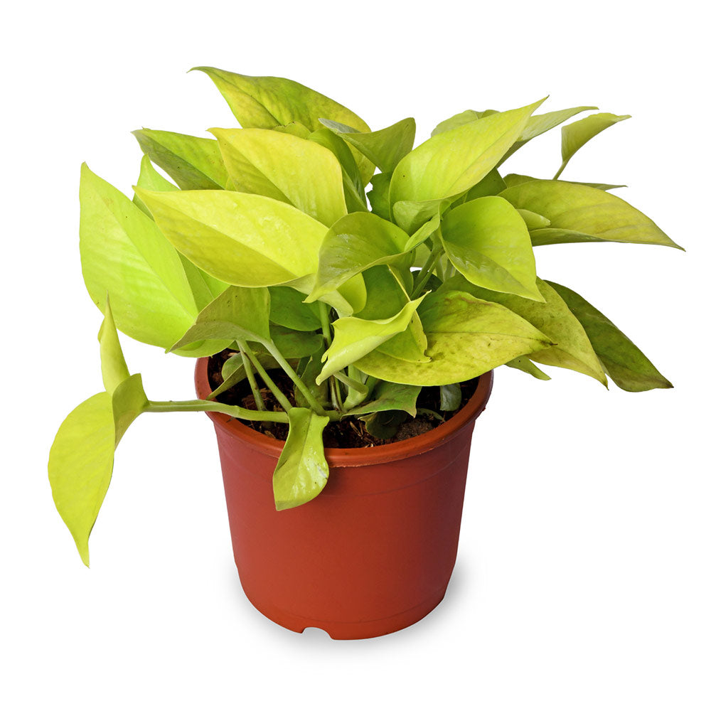Money Plant Golden