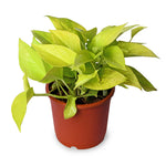 Money Plant Golden