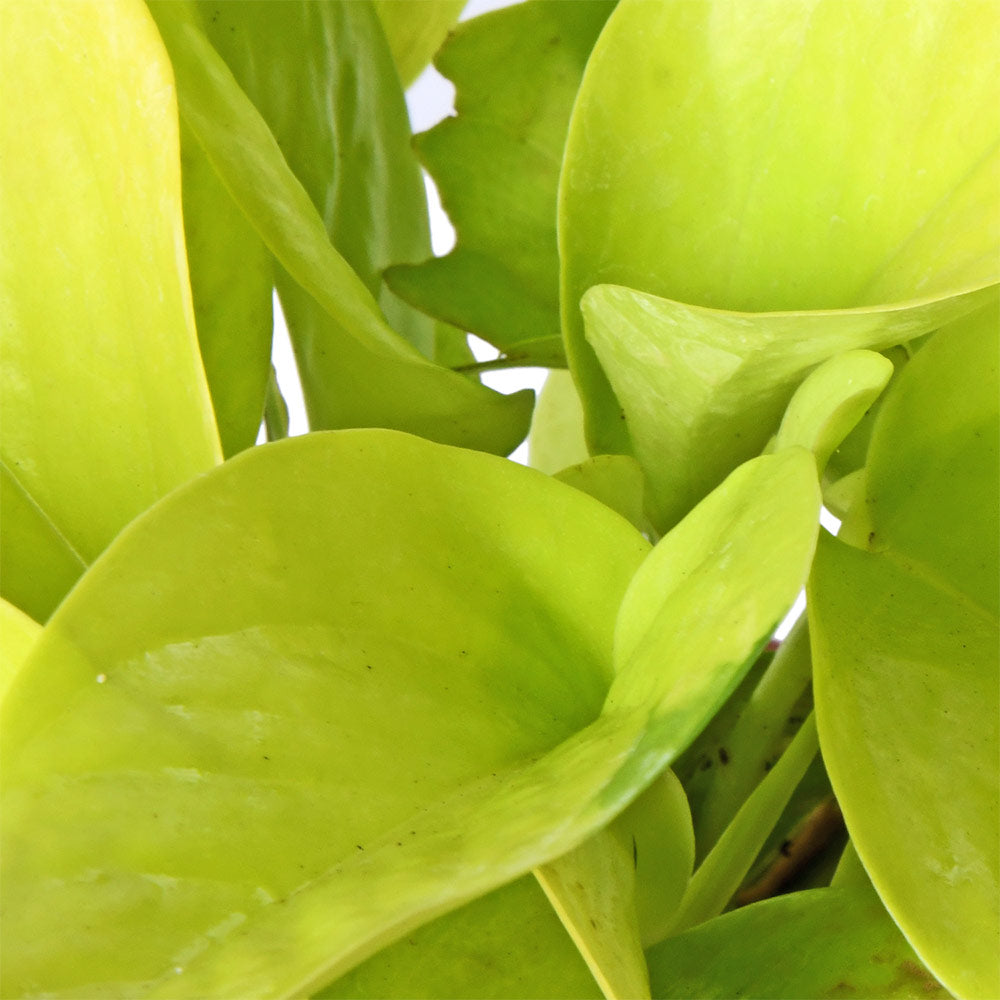 Money Plant Golden