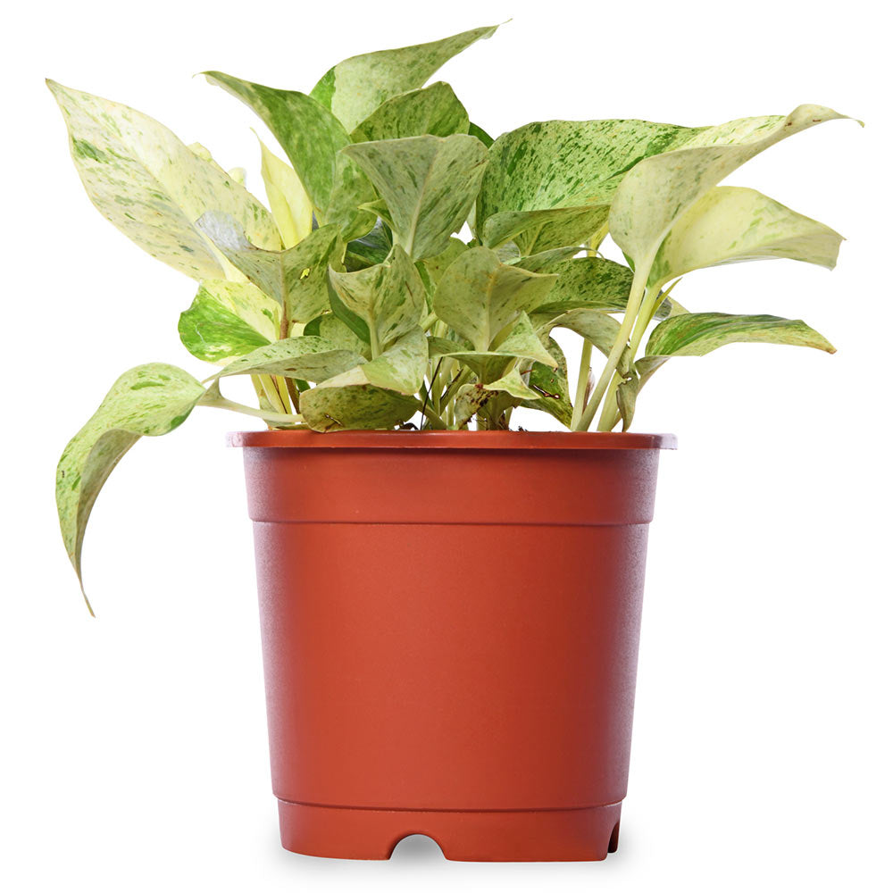 Money Plant Marble Queen – PLANTIFY